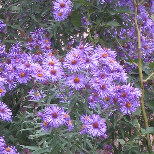 Professor Kippenberg New York Aster - Image 2