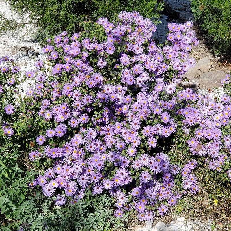 Superstar Aster Collection - Image 6