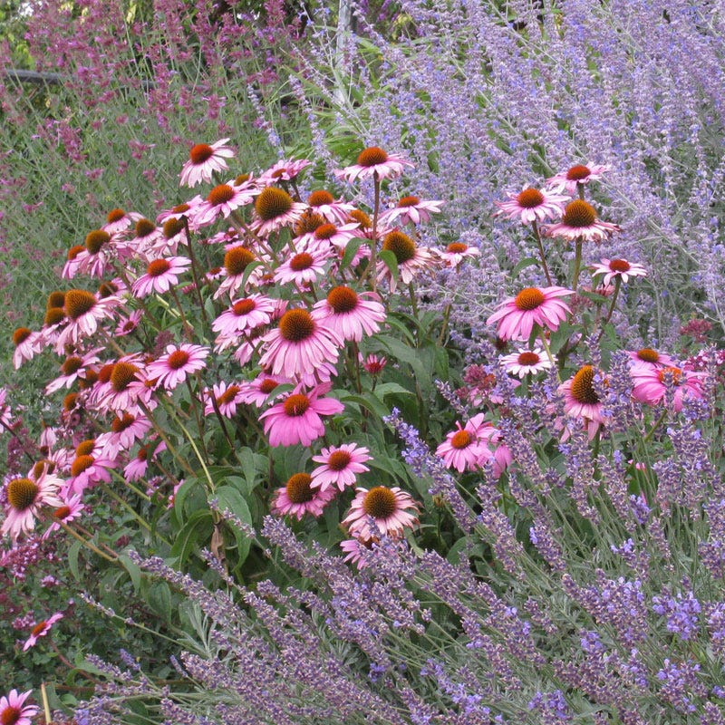 August Afternoons Pre-Planned Garden - Image 5