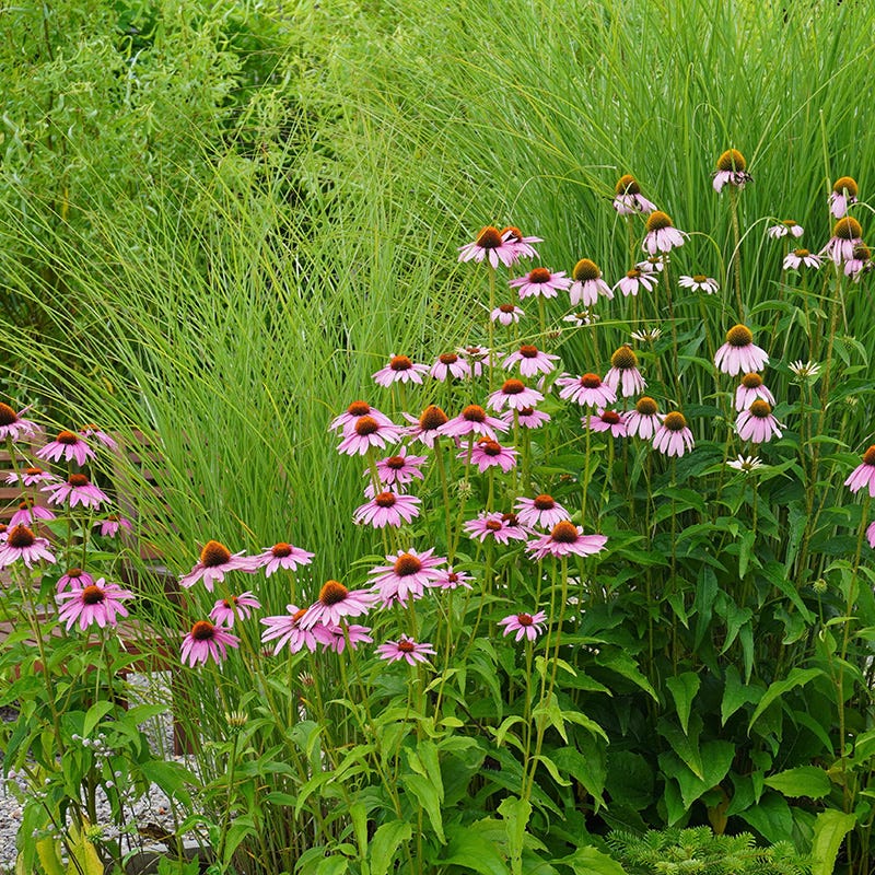 August Afternoons Pre-Planned Garden - Image 8
