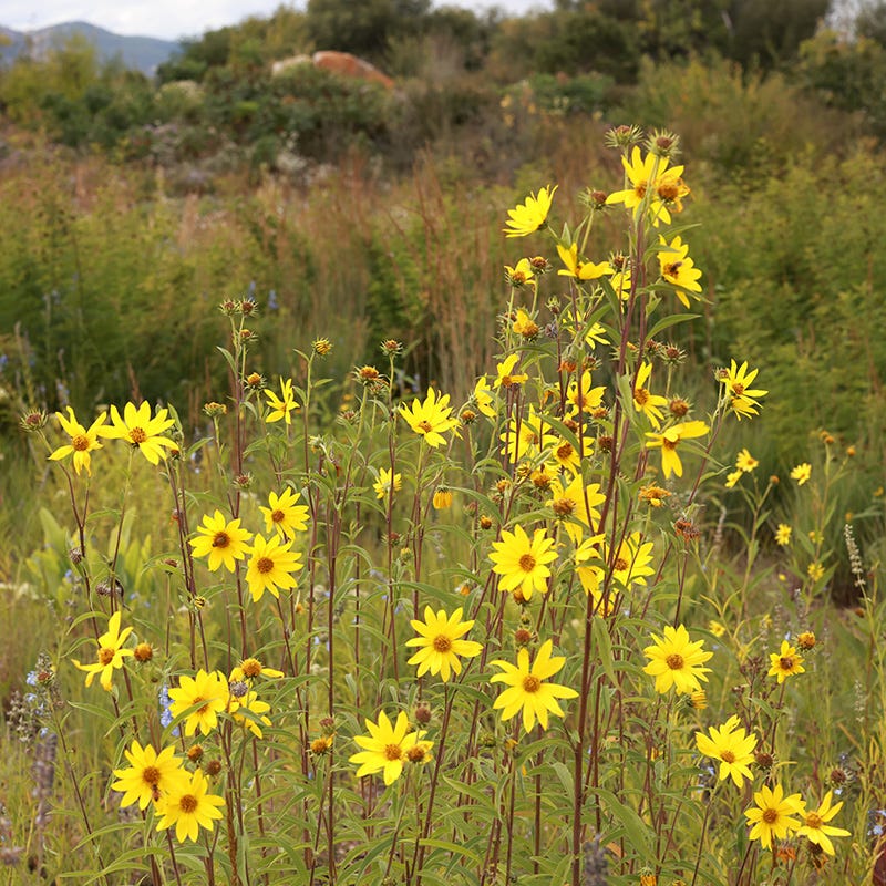 Autumn Magic Pollinator Collection - Image 3