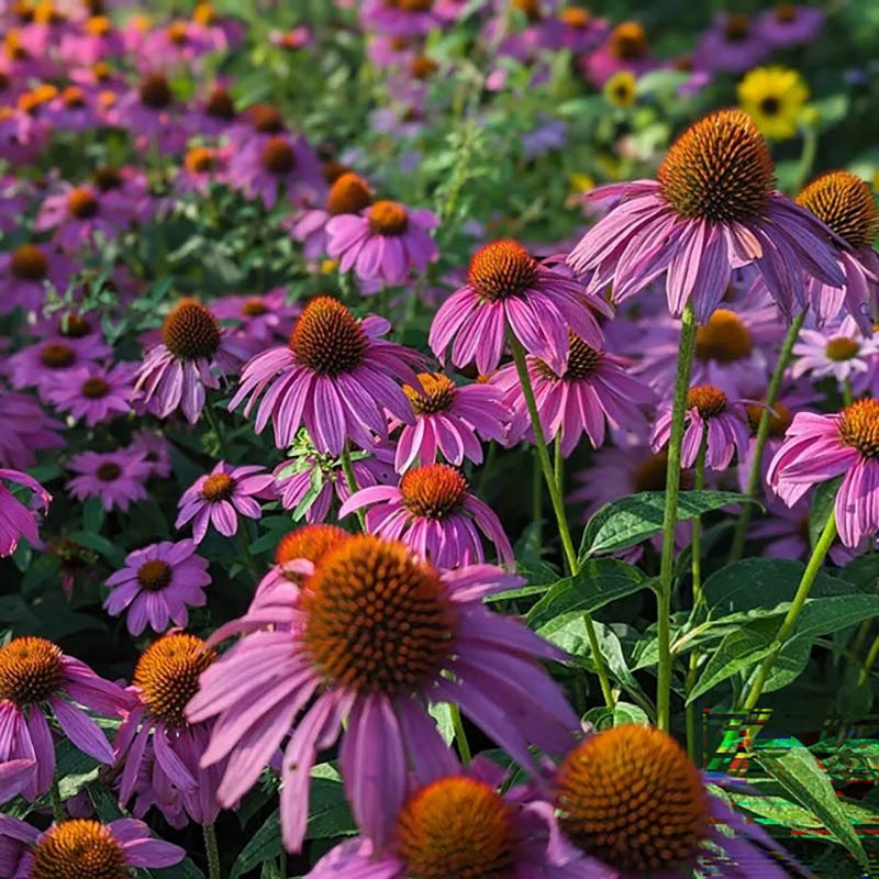Autumn Magic Pollinator Collection - Image 4
