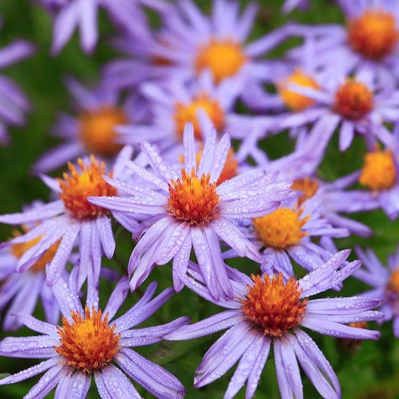 Autumn Magic Pollinator Collection - Image 5
