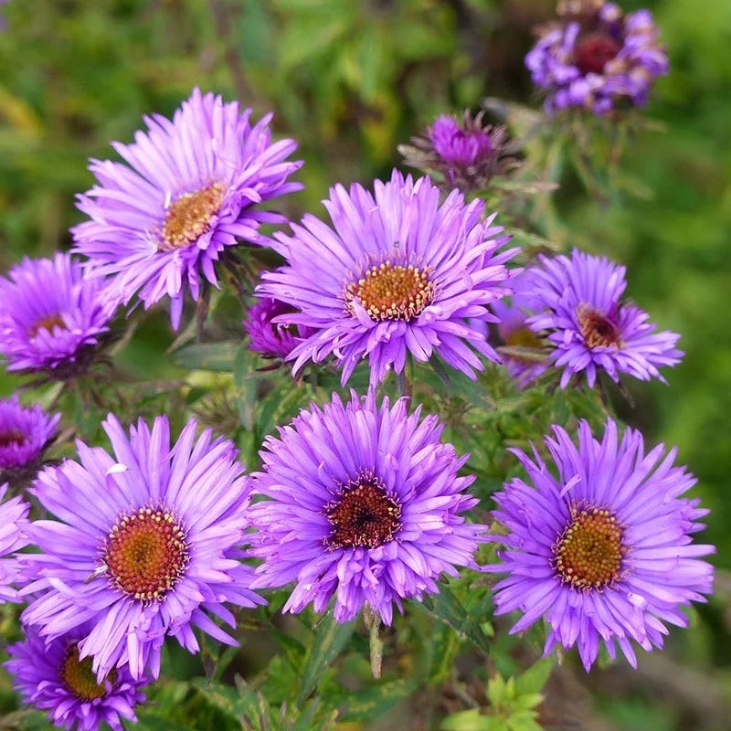 Autumn Magic Pollinator Collection - Image 6