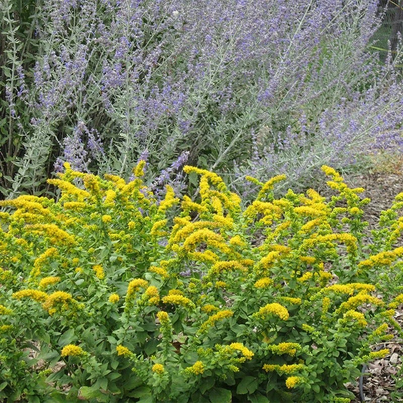 Autumn Magic Pollinator Collection - Image 7