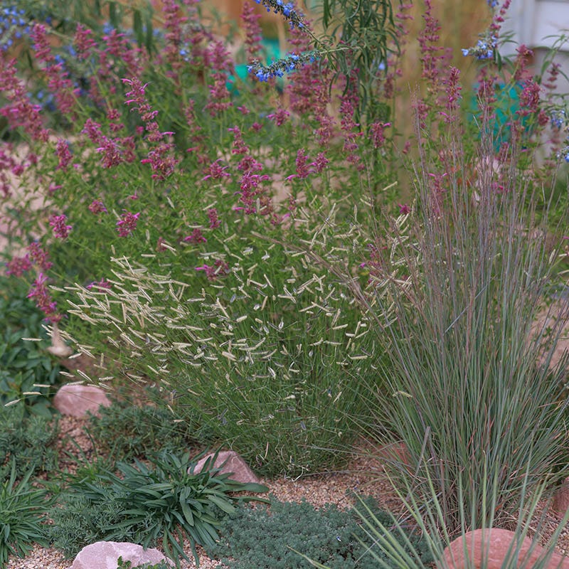 Zig Zag Blue Grama Grass - Image 4