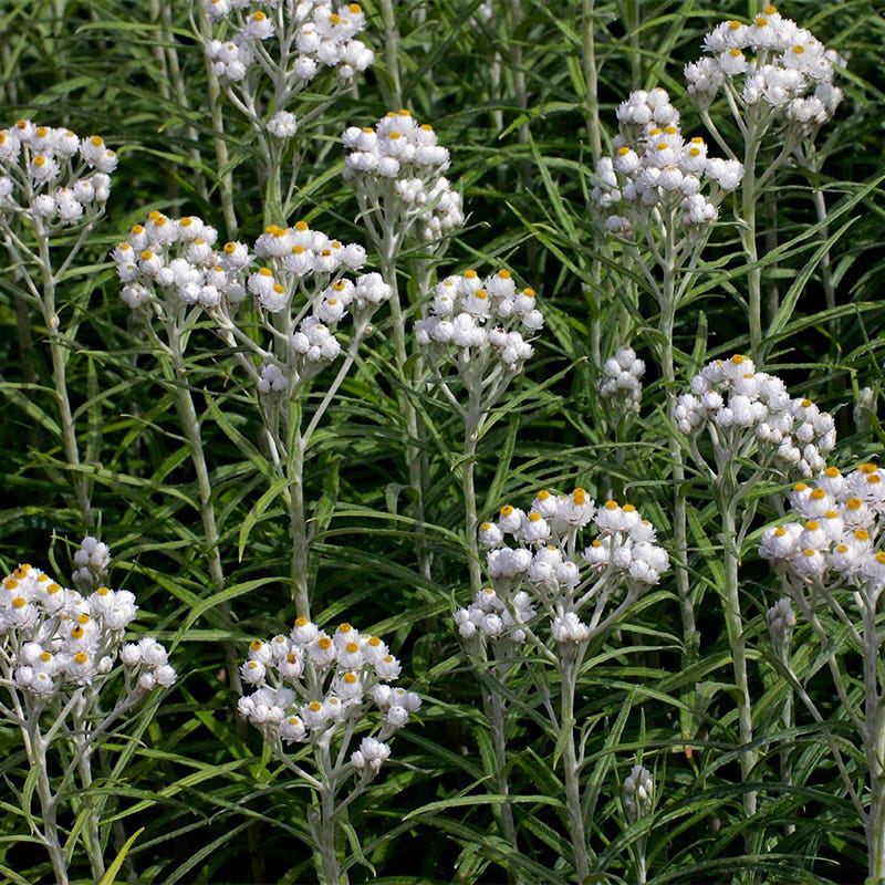 California Perennial Collection - Image 3