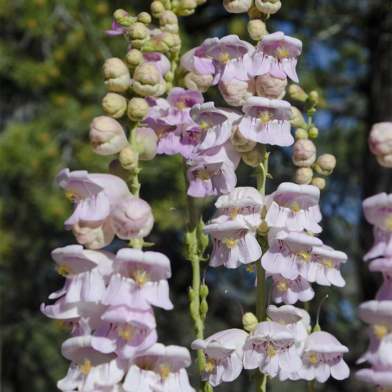 California Perennial Collection - Image 4