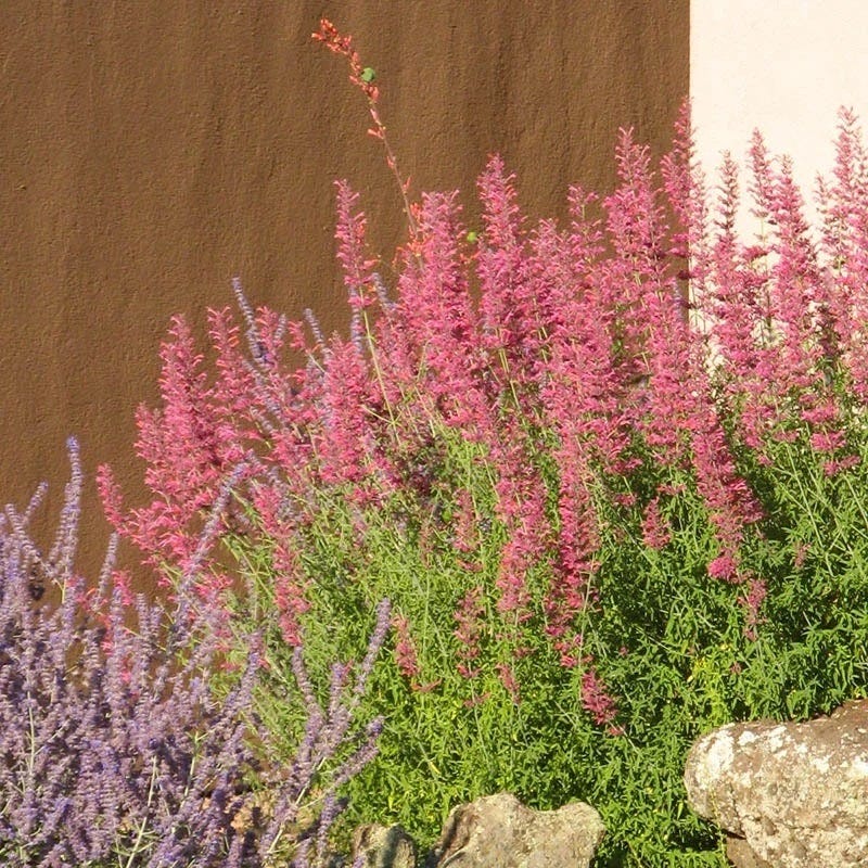 California Perennial Collection - Image 8