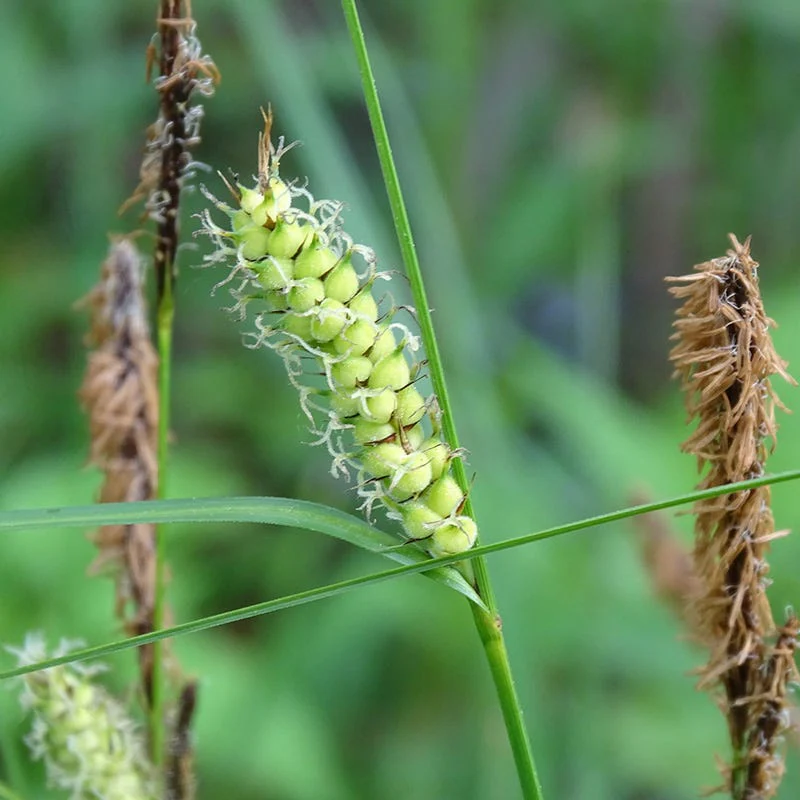 Woolly Sedge - Image 4