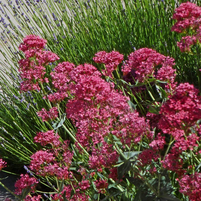 Pink Valerian (Centranthus) - Image 2