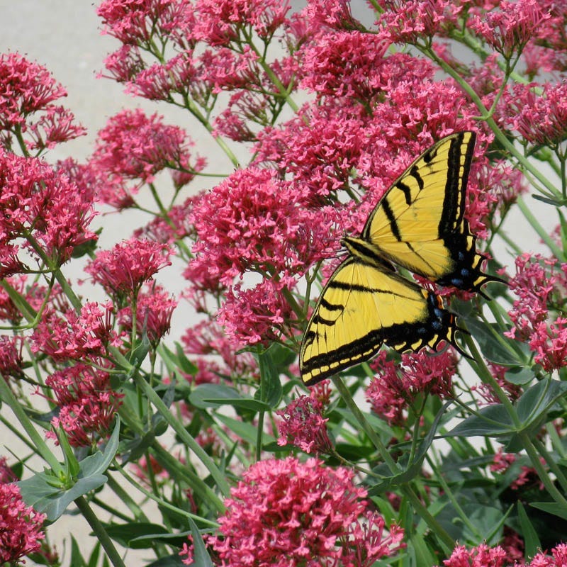 Rosy Trio Valerian Collection (Centranthus) - Image 4