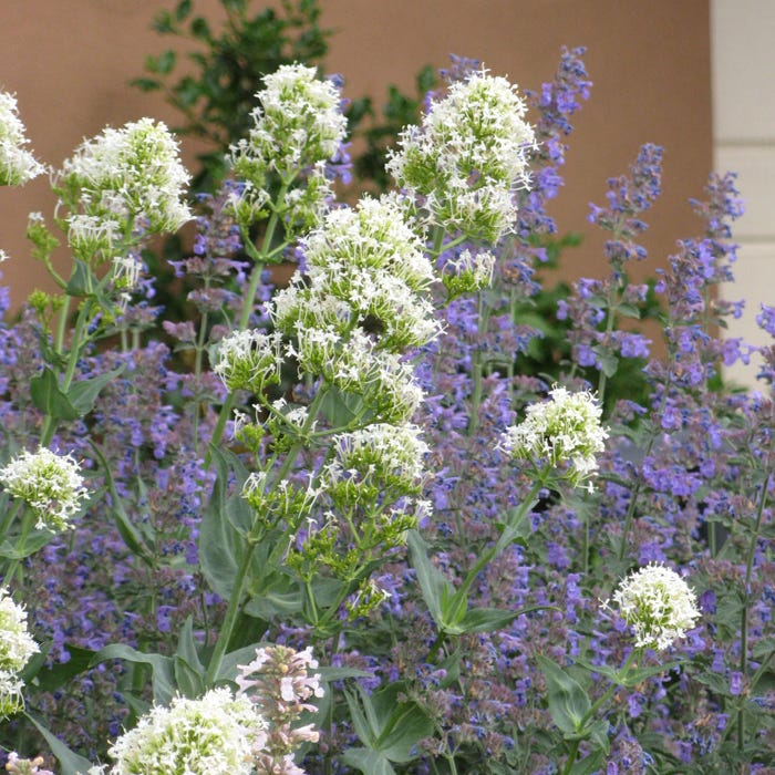 White Valerian (Centranthus) - Image 2