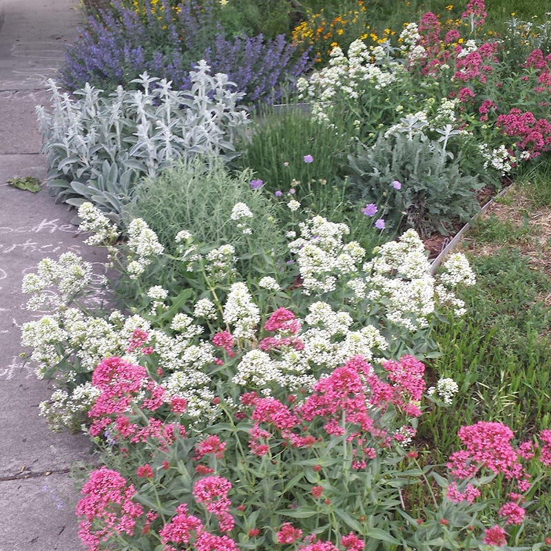 White Valerian (Centranthus) - Image 3