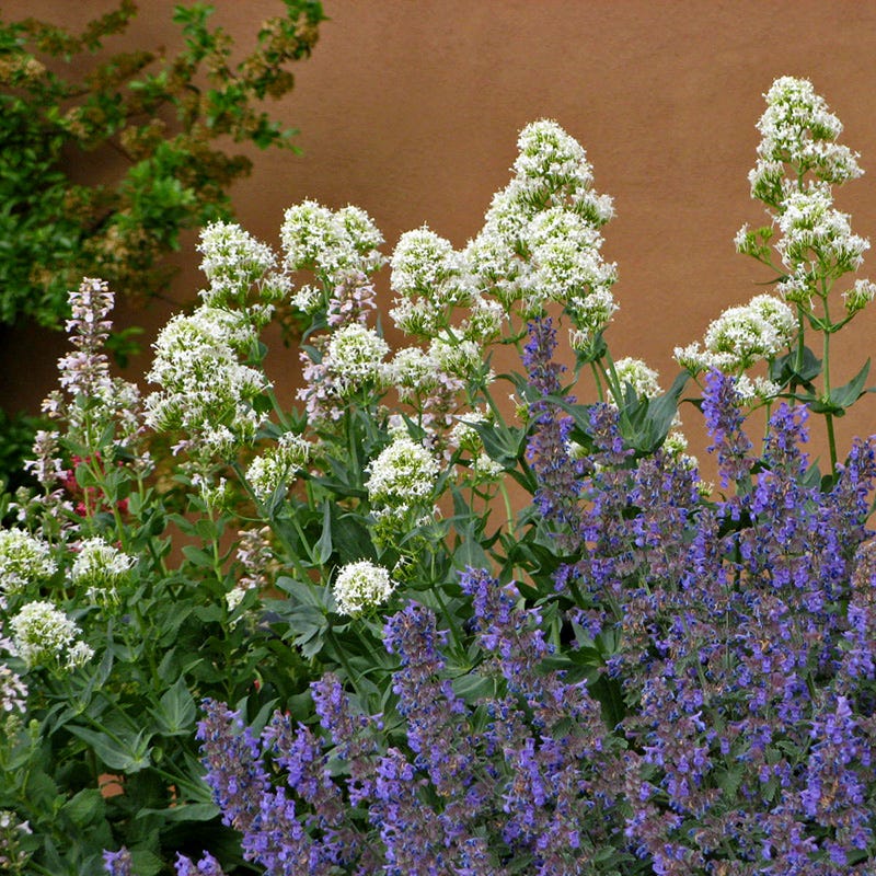 White Valerian (Centranthus) - Image 4