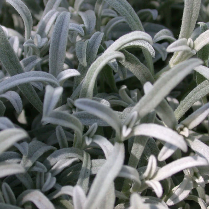 Snow-in-Summer (Cerastium) - Image 3