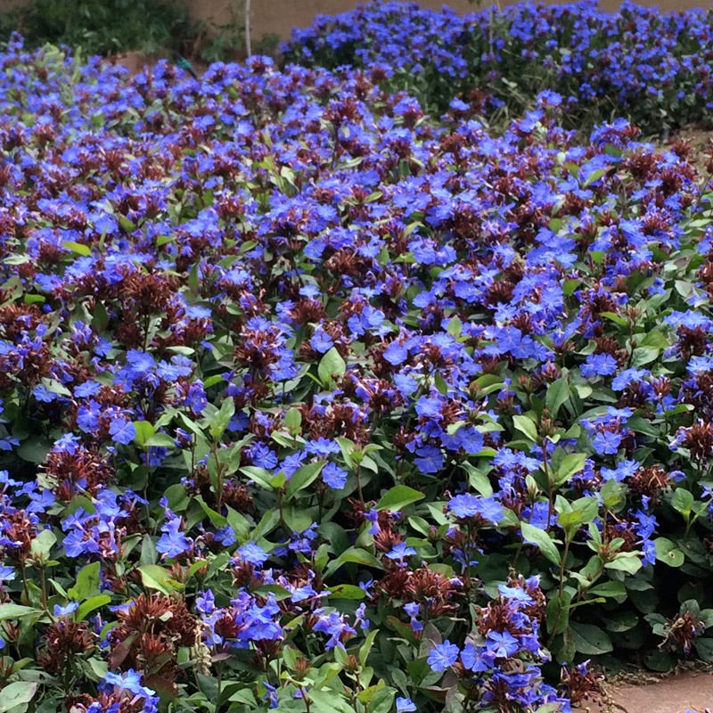 Hardy Plumbago (Ceratostigma) - Image 2