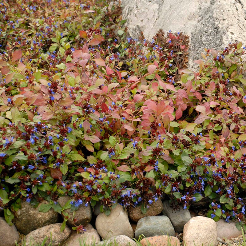 Hardy Plumbago (Ceratostigma) - Image 6