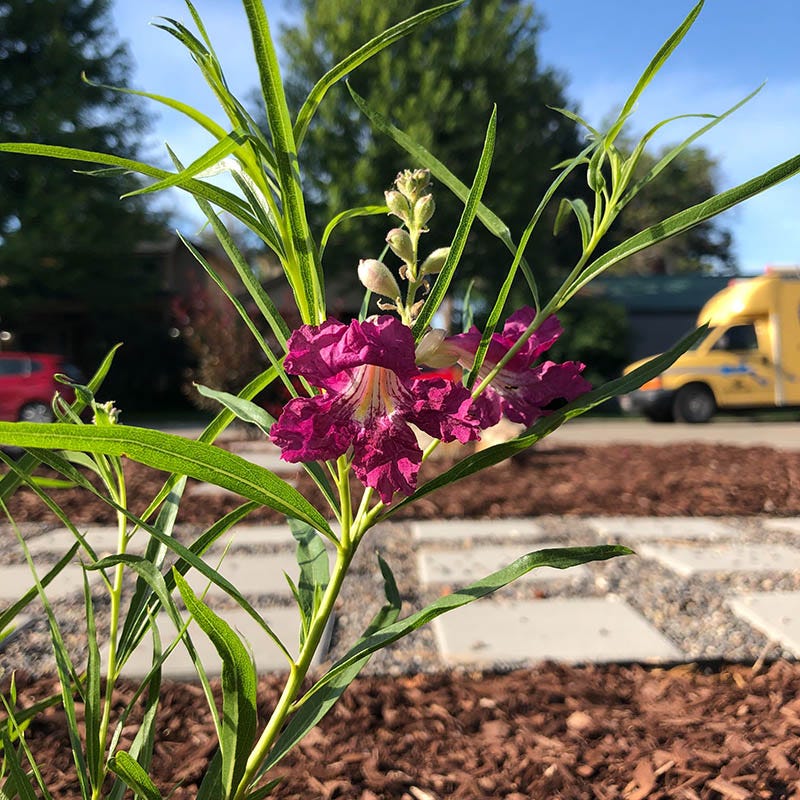 Lucretia Hamilton Desert Willow - Image 2