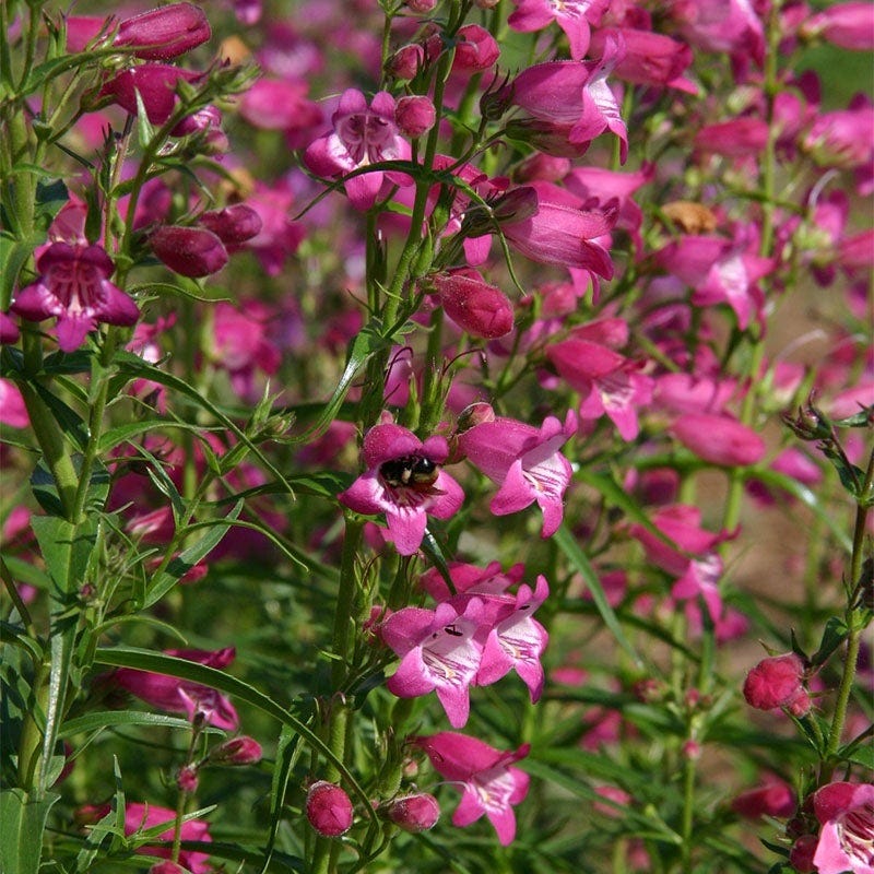 Colorado Perennial Collection - Image 3