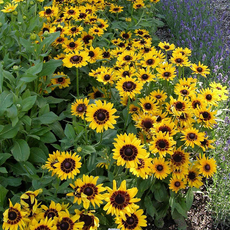 Colorado Perennial Collection - Image 4