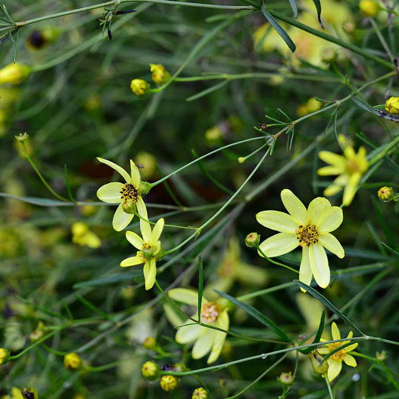 Moonbeam Coreopsis - Image 5
