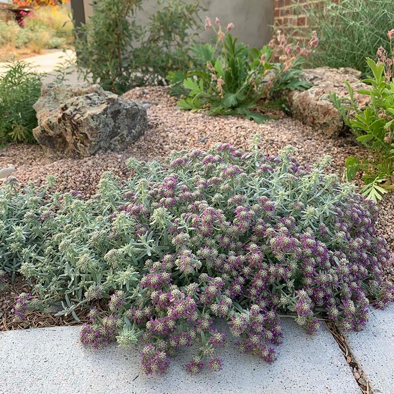HOA Friendly Collection - Image 4