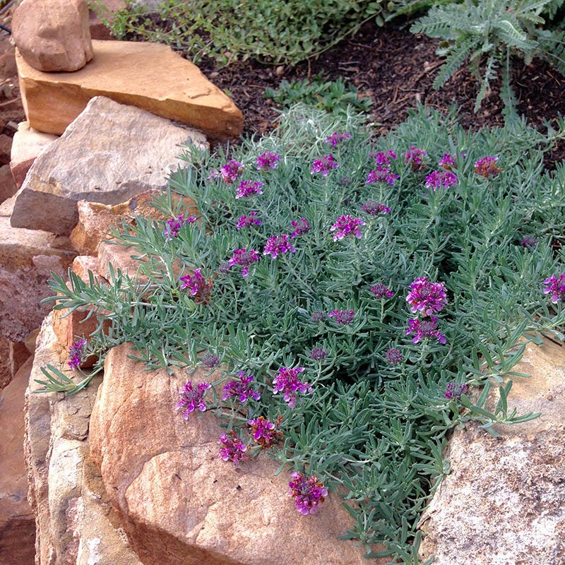 Gray Creeping Germander (Teucrium) - Image 2