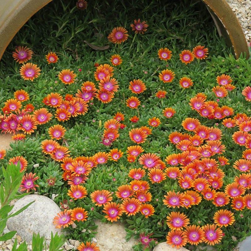 Fire Spinner® Ice Plant - Image 3