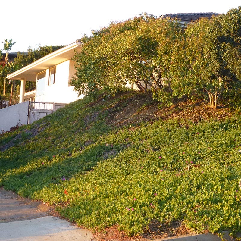 Cooper's Hardy Ice Plant - Image 3