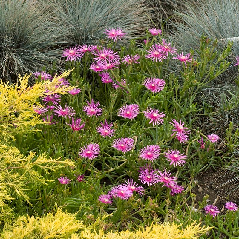 Cooper's Hardy Ice Plant - Image 4