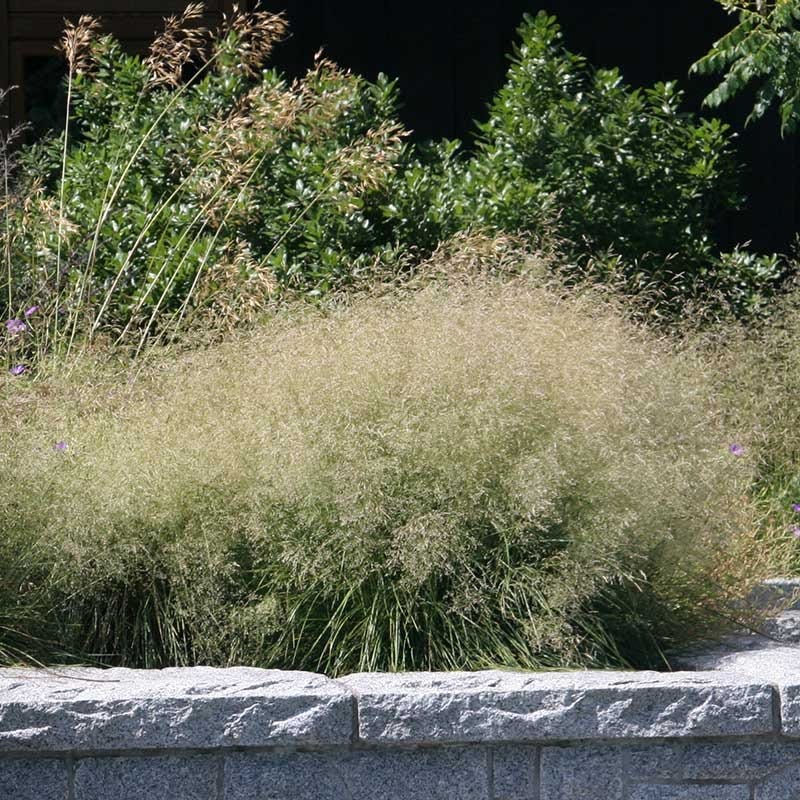 Gold Dew Tufted Hair Grass - Image 2