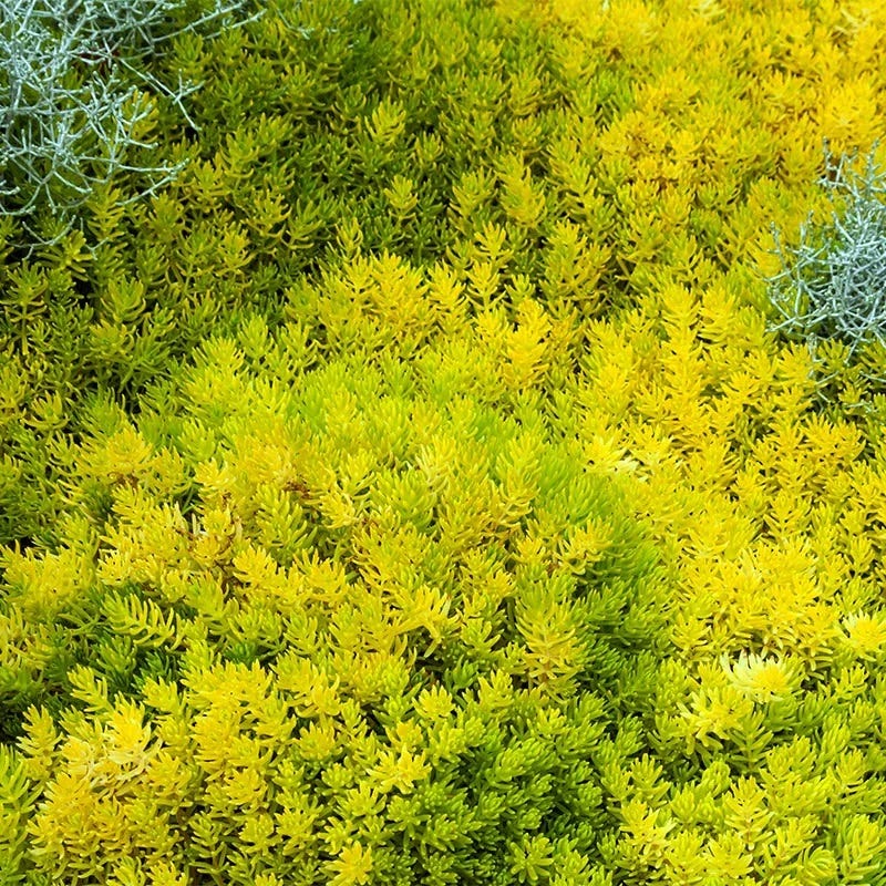 Drought Resistant Groundcover Collection - Image 4