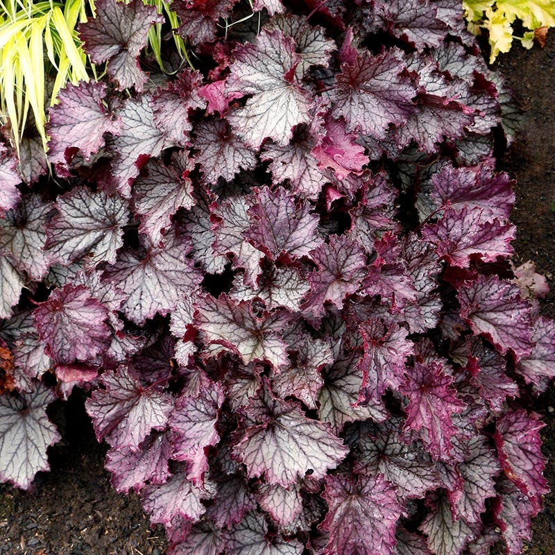 Dry Shade Groundcover Collection - Image 5