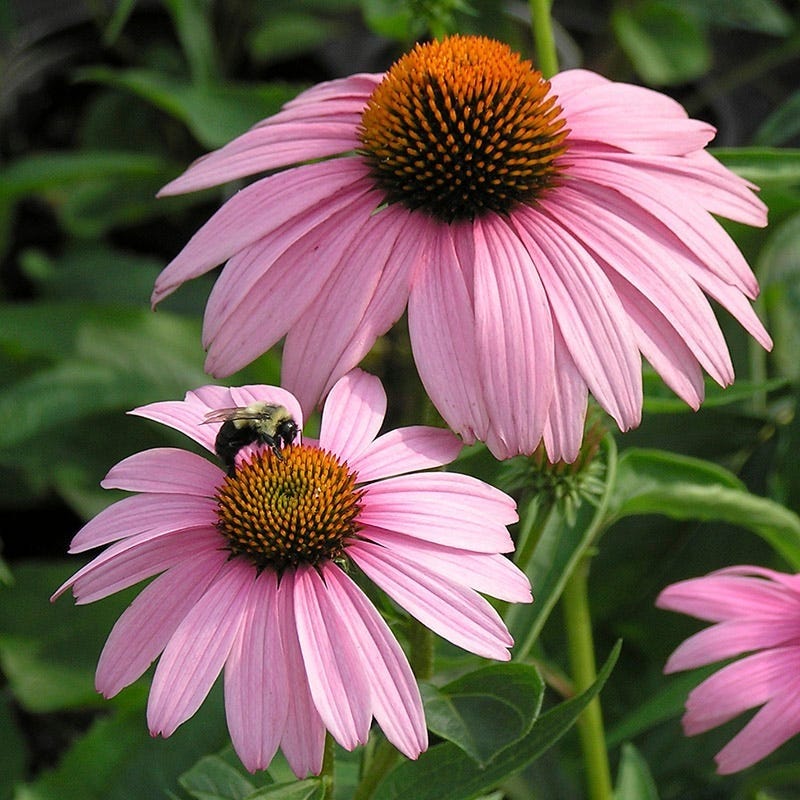 Pollinator Paradise Pre-Planned Garden - Image 9