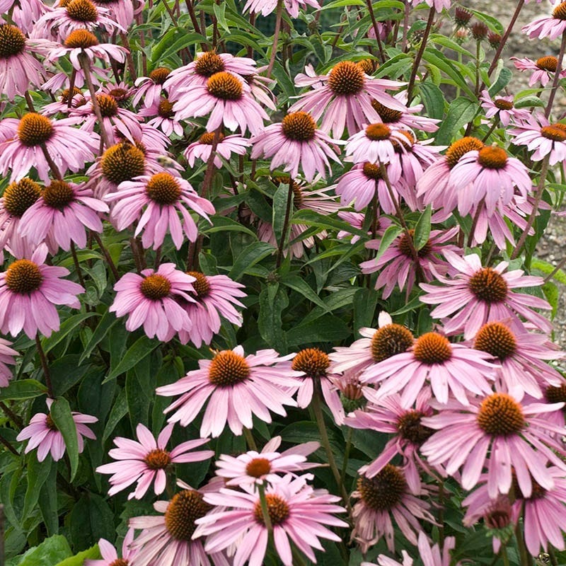 Magnus Echinacea - Image 5