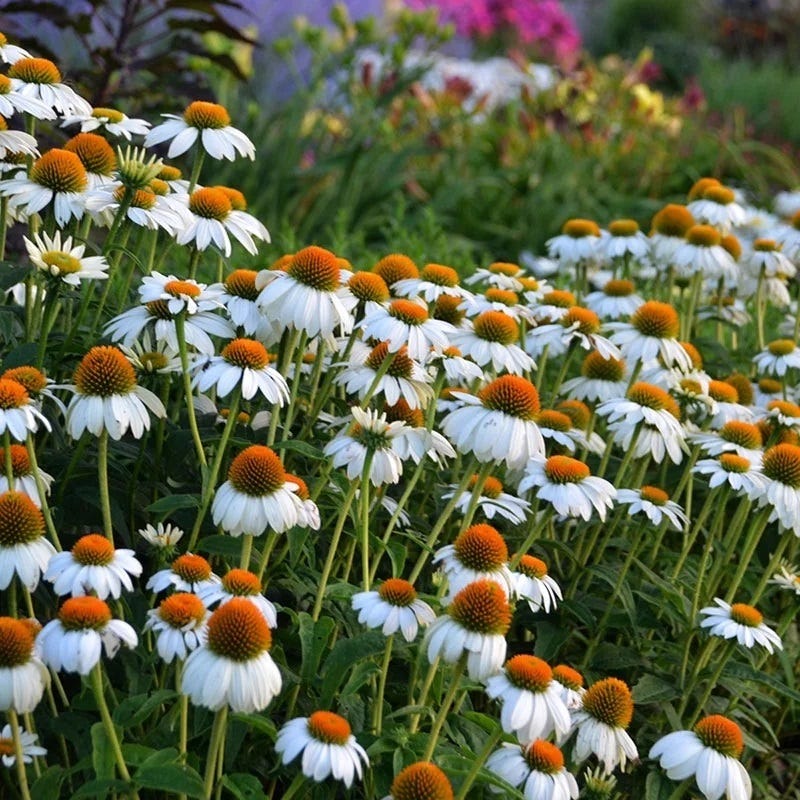 Pollinator Paradise Pre-Planned Garden - Image 6