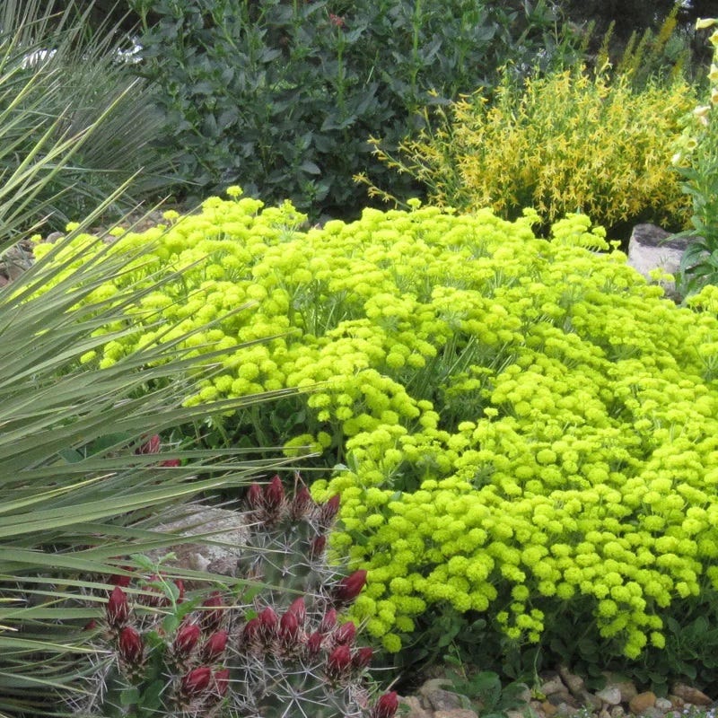 Kannah Creek® Sulphur Buckwheat - Image 2