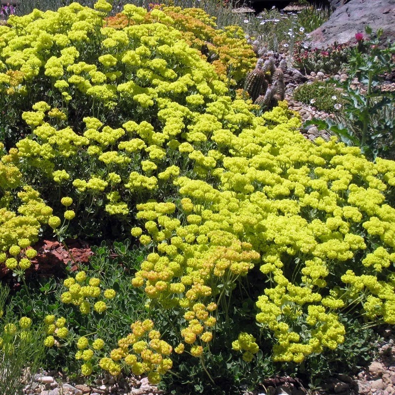 Kannah Creek® Sulphur Buckwheat - Image 3