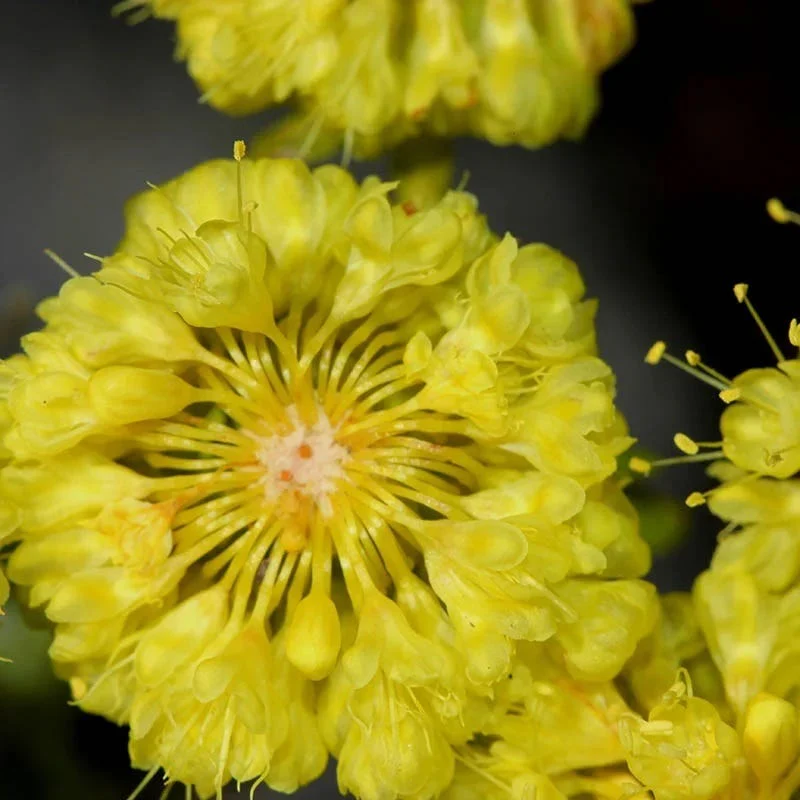 Kannah Creek® Sulphur Buckwheat - Image 4