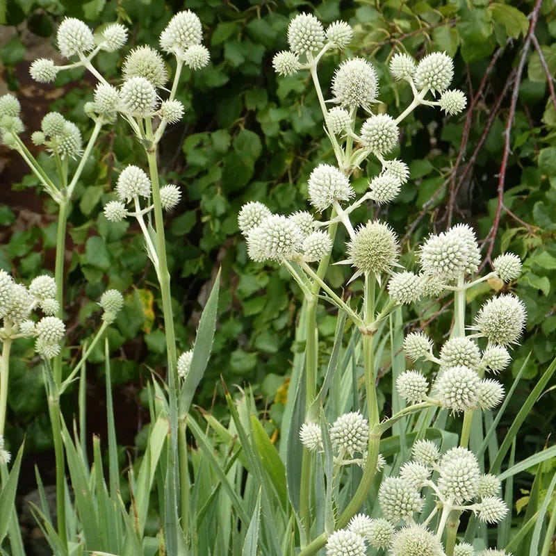 Texas Perennial Collection - Image 8