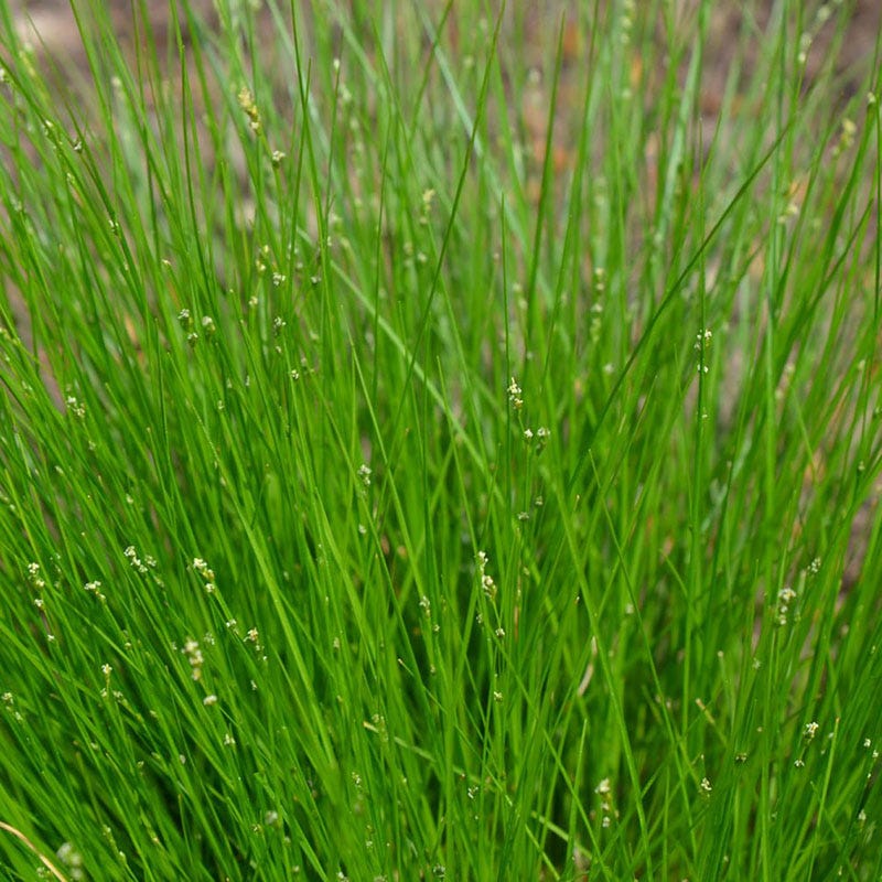Shady Oasis Container Garden - Image 5