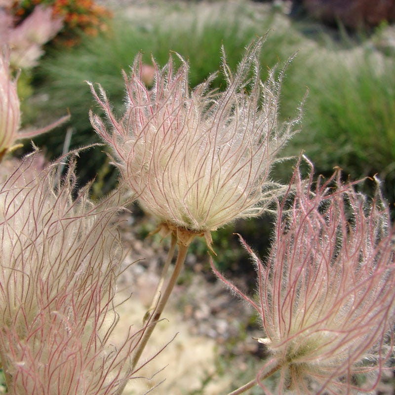 Apache Plume (Fallugia) - Image 3