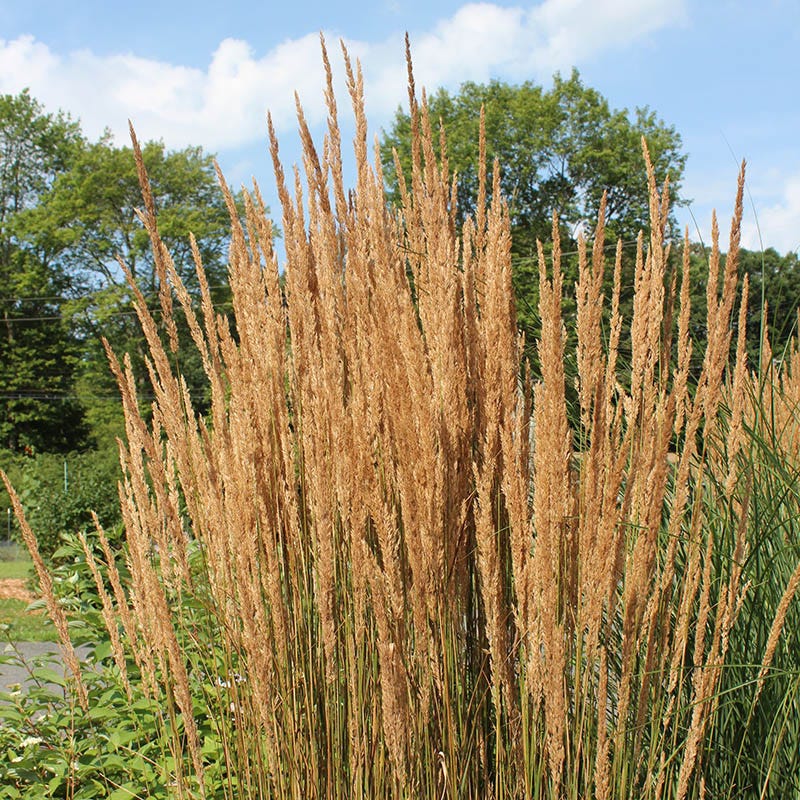Karl Foerster Feather Reed Grass - Image 2