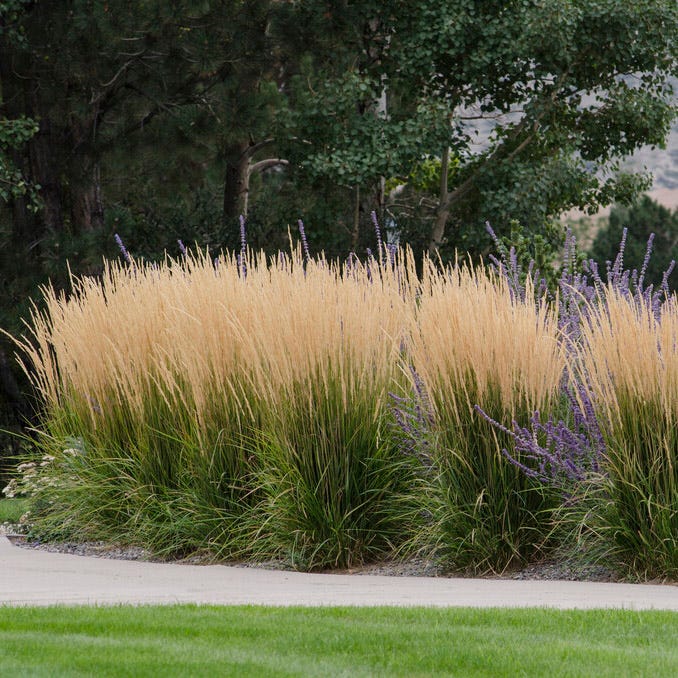 Karl Foerster Feather Reed Grass - Image 4