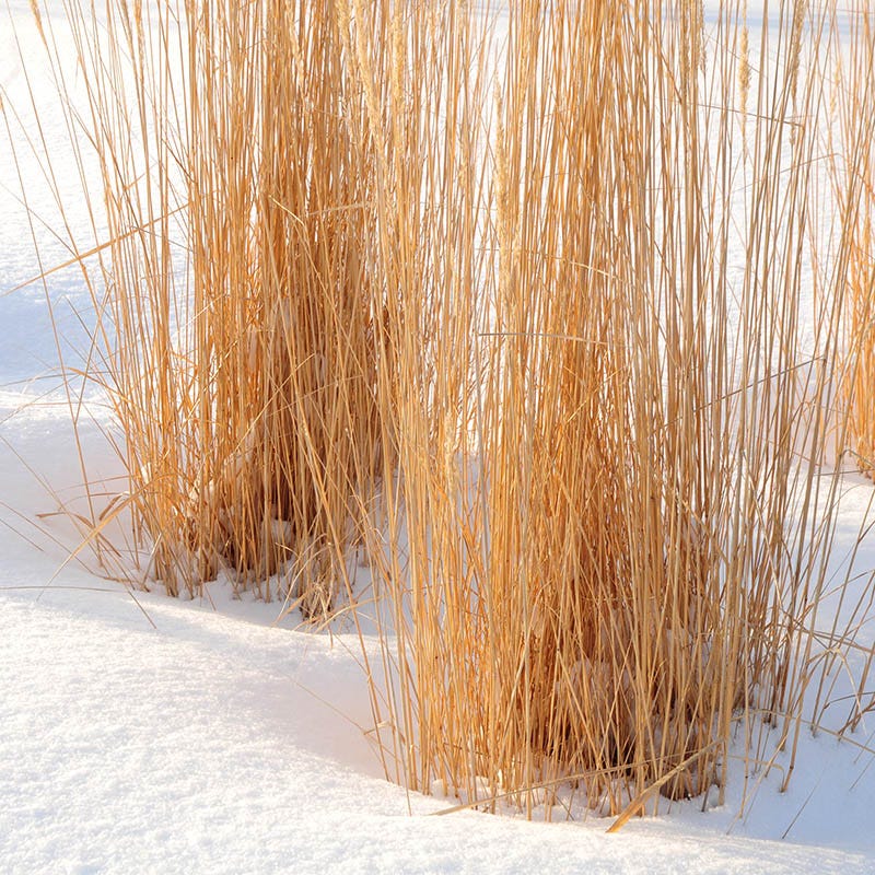 Karl Foerster Feather Reed Grass - Image 5