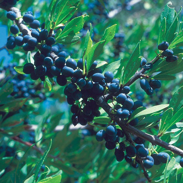 Berry Girl New Mexico Privet - Image 2