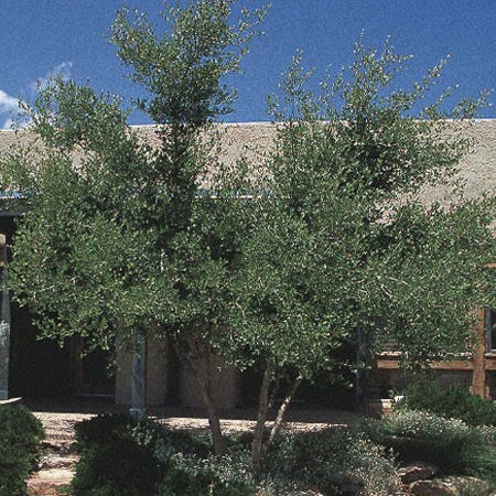 Berry Girl New Mexico Privet - Image 3