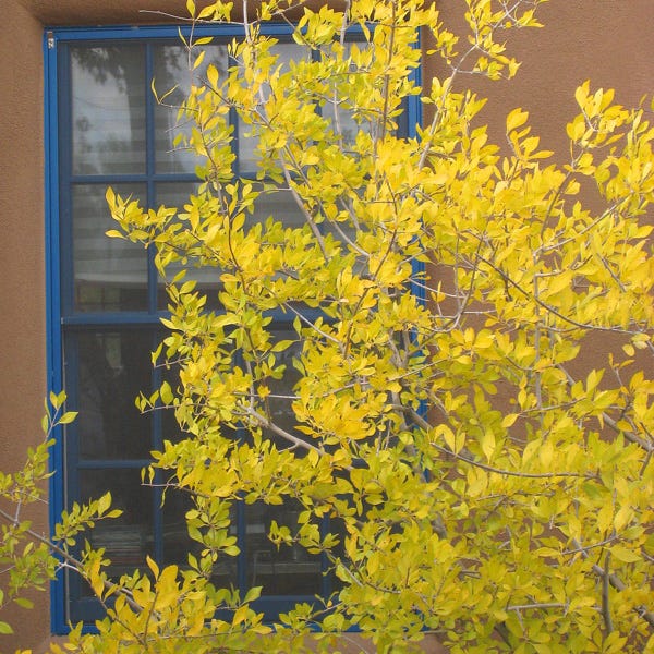 Happy Boy New Mexico Privet - Image 2