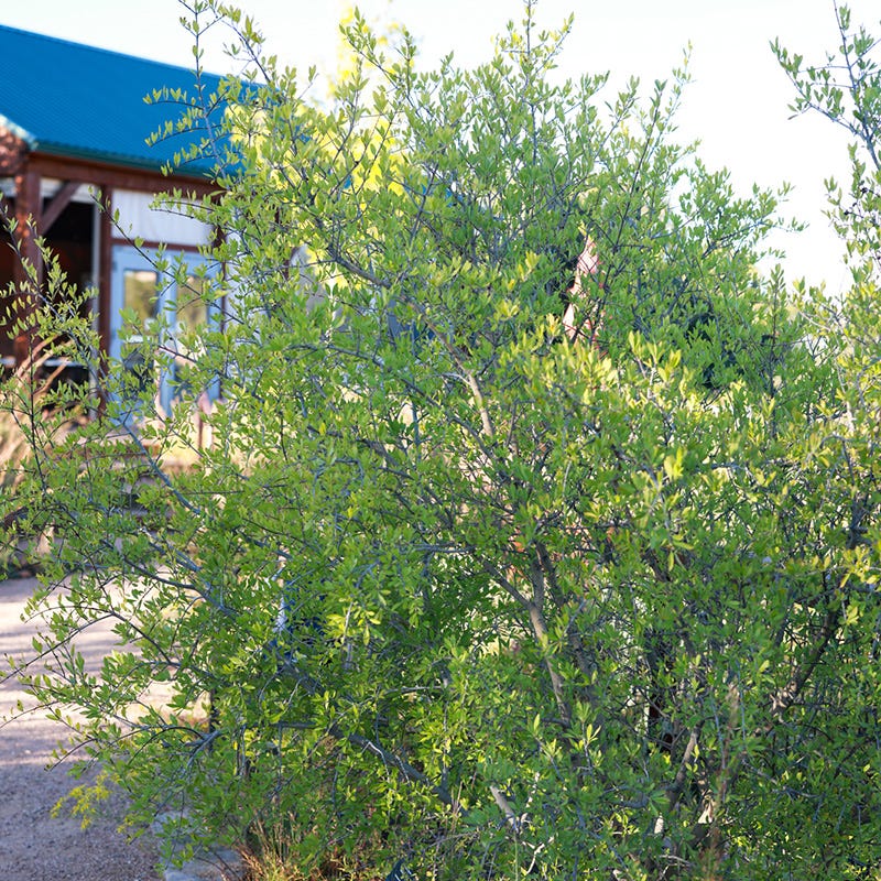 Happy Boy New Mexico Privet - Image 3